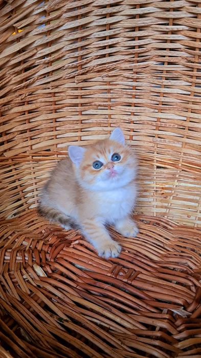 Красавчик золотая шиншилла