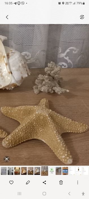 Коралл окенический