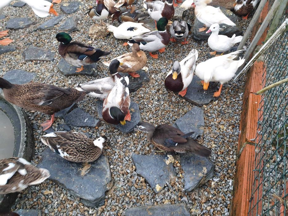 Patos  gansos perus garnizas