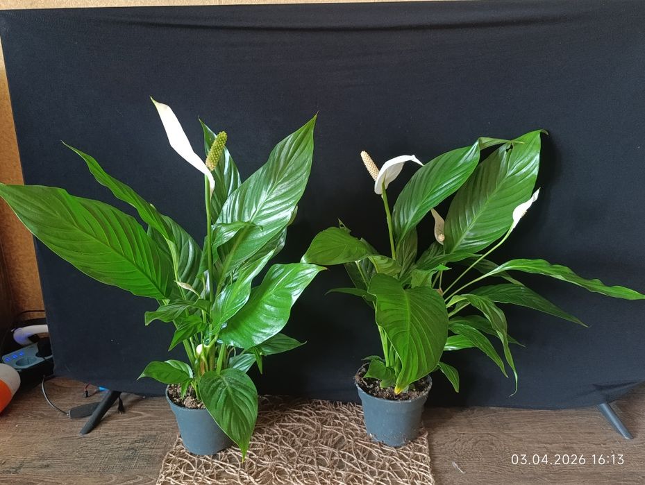 спатіфілум - жіноче щастя