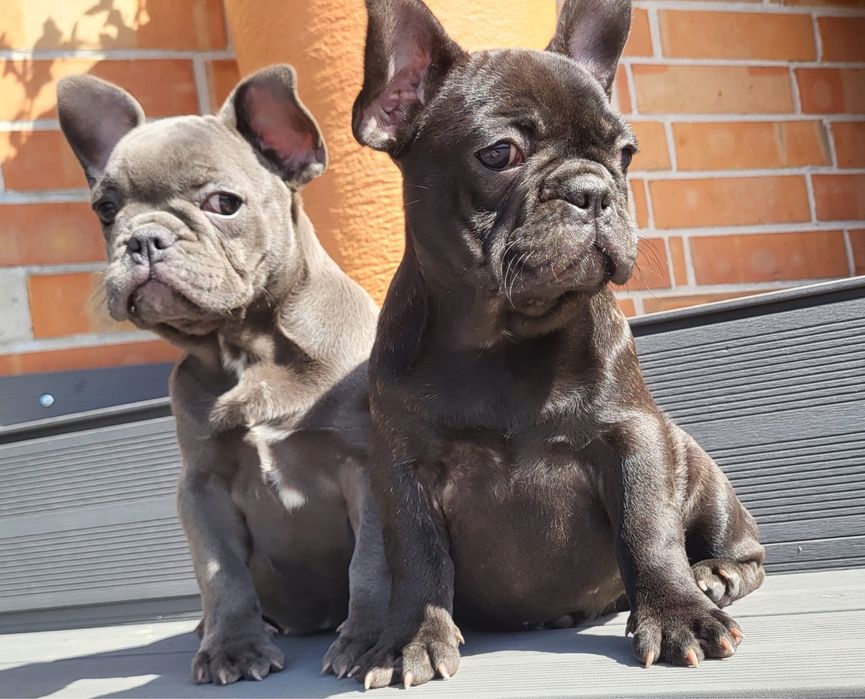 Buldog francuski