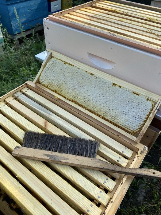 Продам бджолопакети Карніка