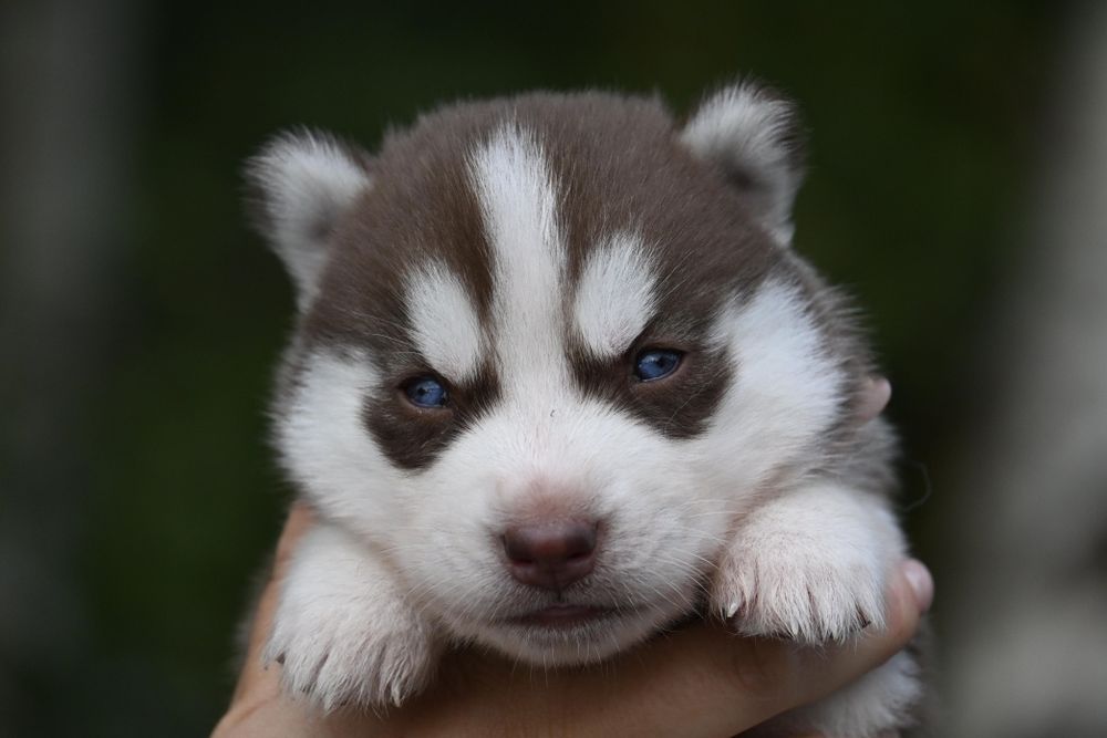 Siberian Husky niebieskooki samczyk ZKwP/FCI