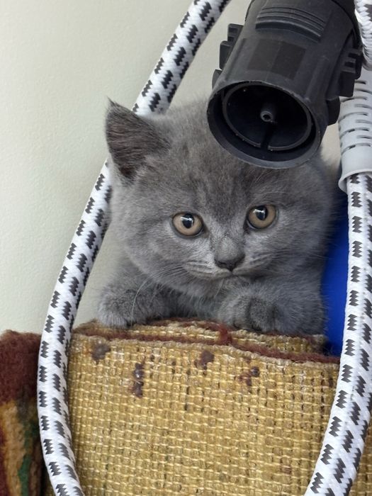Котики.  британці