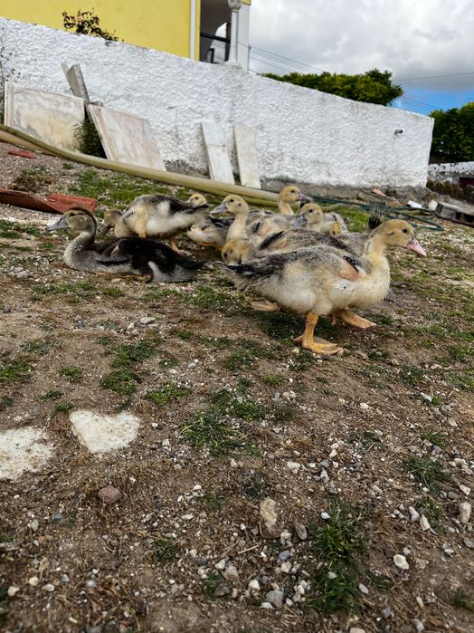 Patos, Patos Mudos, ovos de galinha e peru.