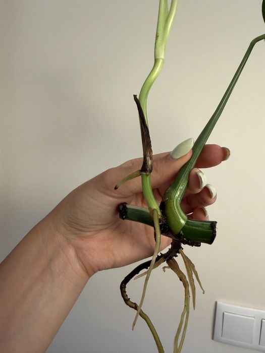 Cutting de Monstera Albo variegata
