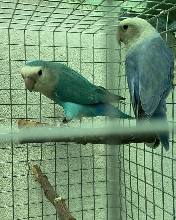 Várias aves disponíveis
