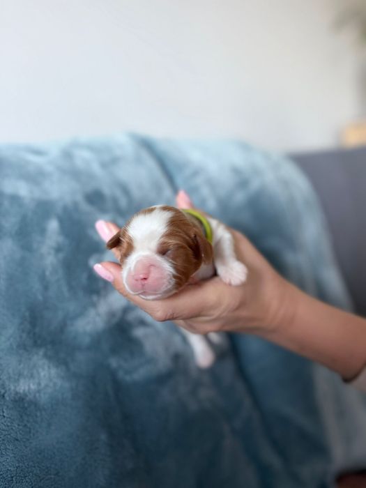 Cavalier King Charles Spaniel