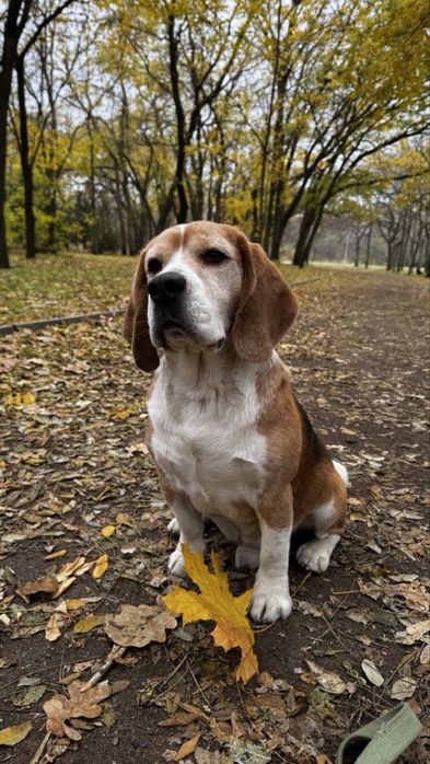 Бігль КСУ-FCI Вязка