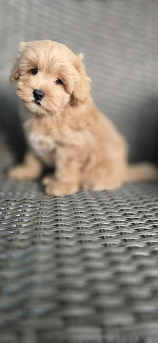 Maltipoo/ chłopczyk