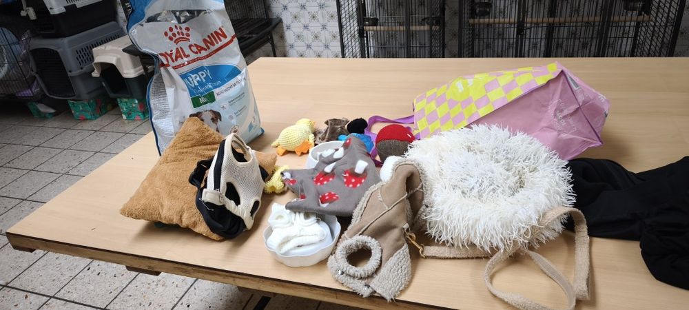 Pinscher pincher chocolate miniatura criado em ambiente familiar dispo