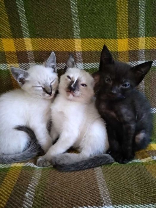Сіамські  кошенята з блакитними очима. Дарую.
