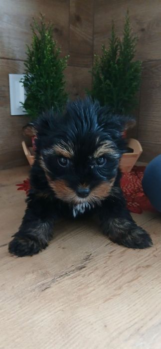 York piesek szczeniak