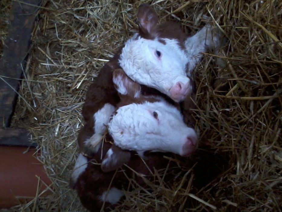 Hereford byki  rozpłodowe.