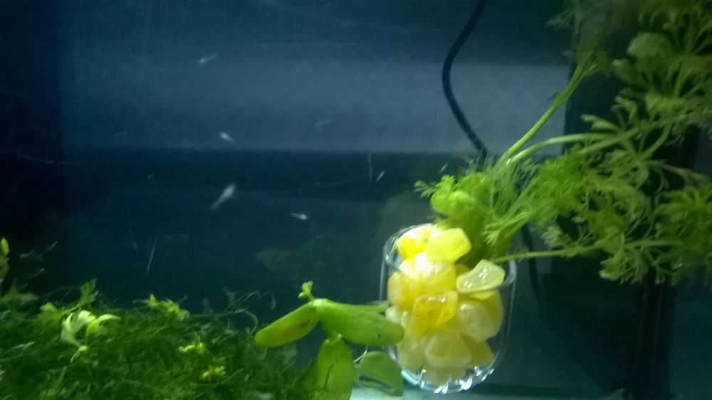 Camarões neocaridina wild juvenis