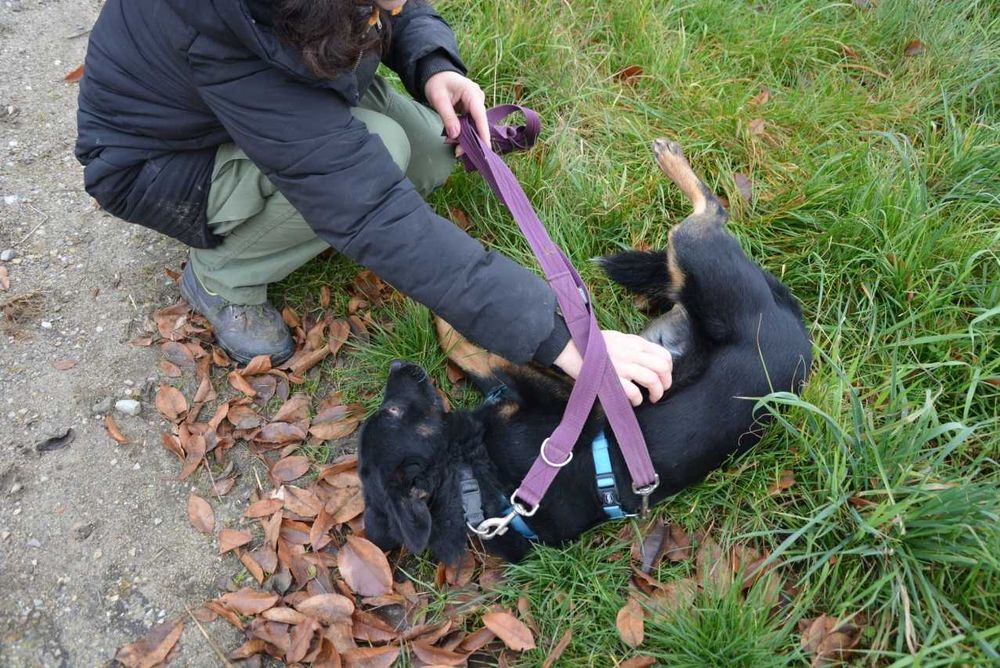 Smerfik- popatrz w te oczy i pokochaj ADOPCJA