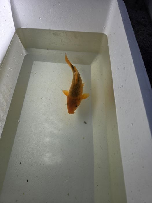 Carpa koi japonesa