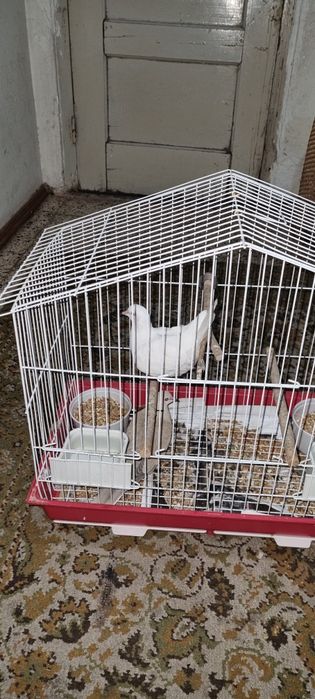 Rolas Mansas com Gaiola