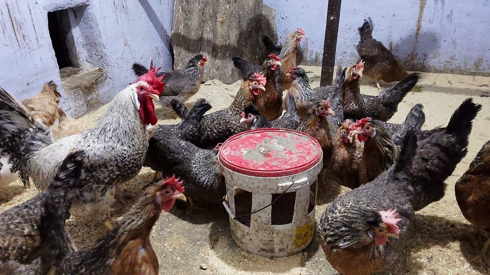 Інкубаційне яйце Легбар