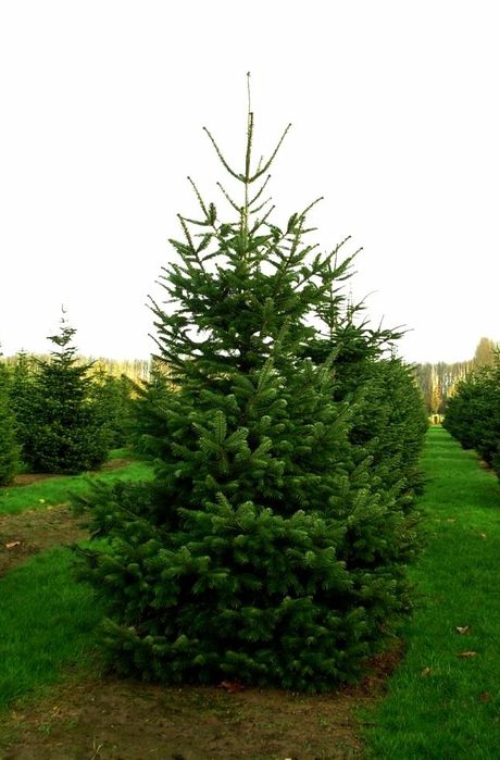 Ель зелёная "ЕВРОПА" h1.5m - h 2.5m