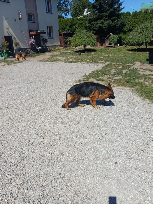 Owczarek niemiecki Oddam za darmo