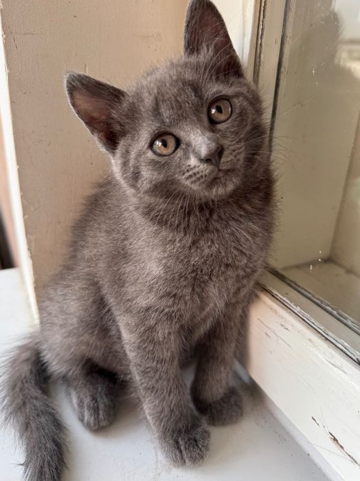 Котики шукають нову домівку