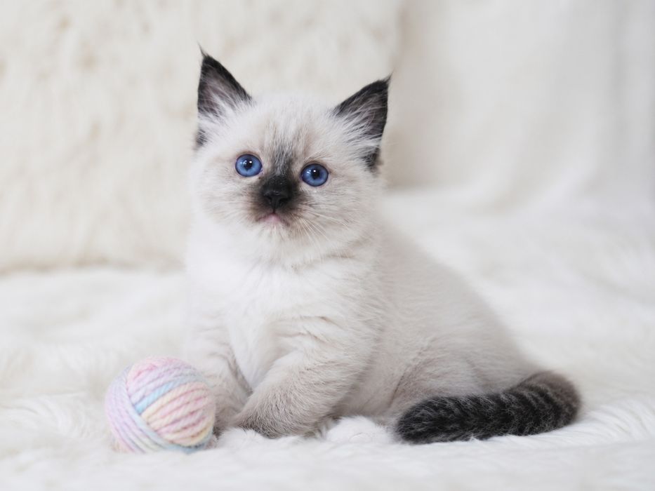 Ragdoll (Kocieta Ragdoll z rodowodem) gotowe do odbioru
