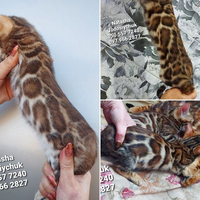 Високопородні бенгальські Кошенята