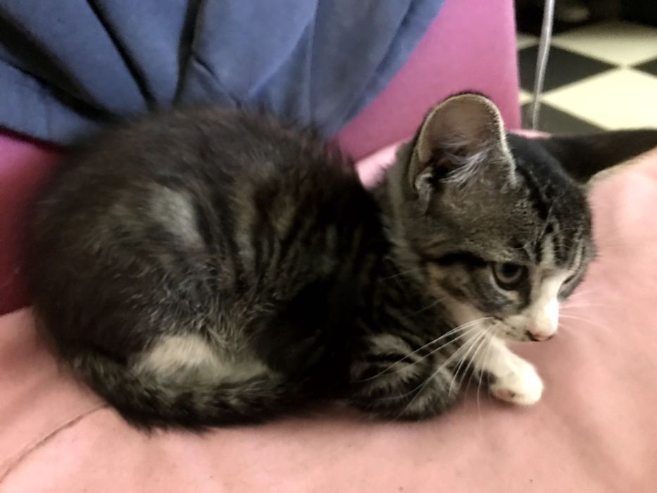 Gatinho macho para adoção. Cinza, tigrado com meias brancas 3 meses.