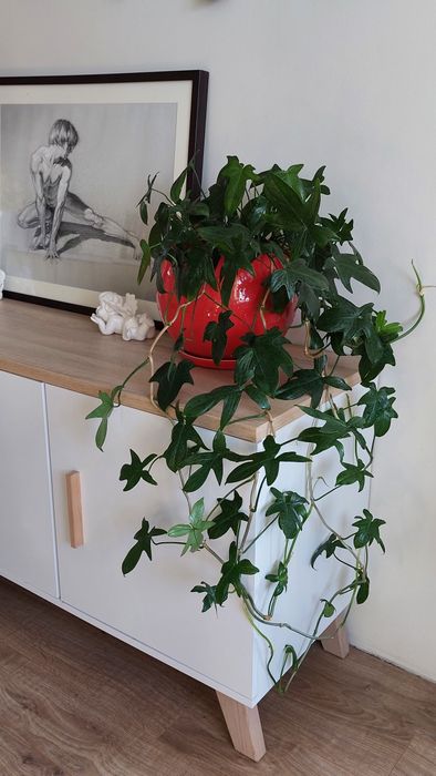 Филодендрон, комнатные цветы