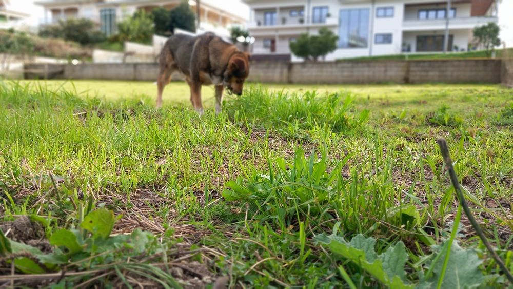 Cao muito amigável, adora outros animais