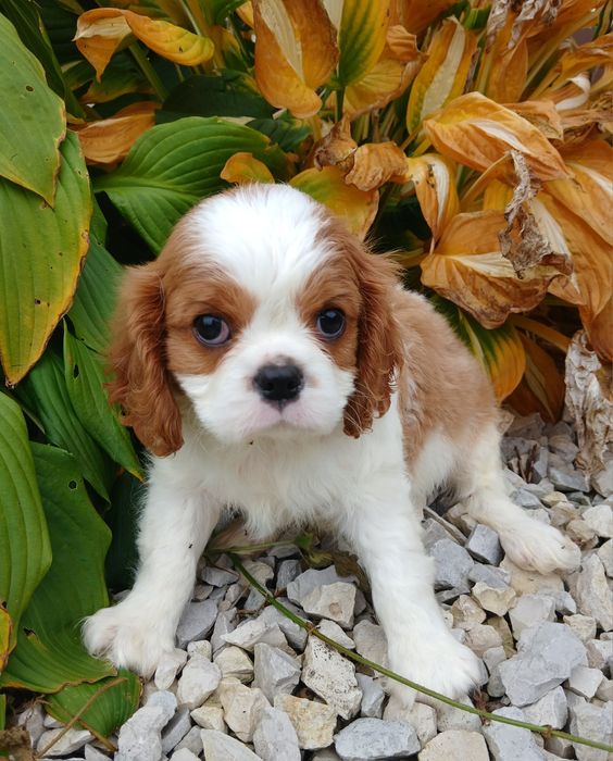 Cavalier King Charles Spaniel