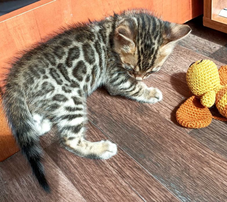 Бенгальські кошенята