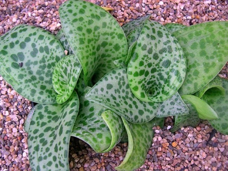 Суккулент Дримиопсис