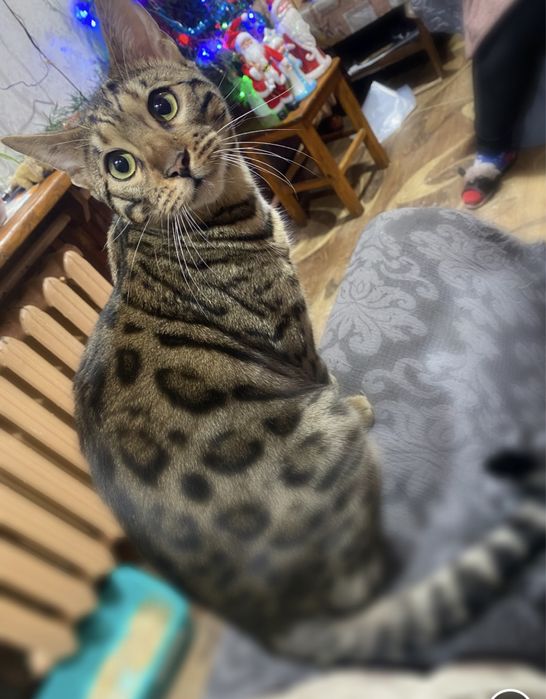 Бенгал ищет невесту