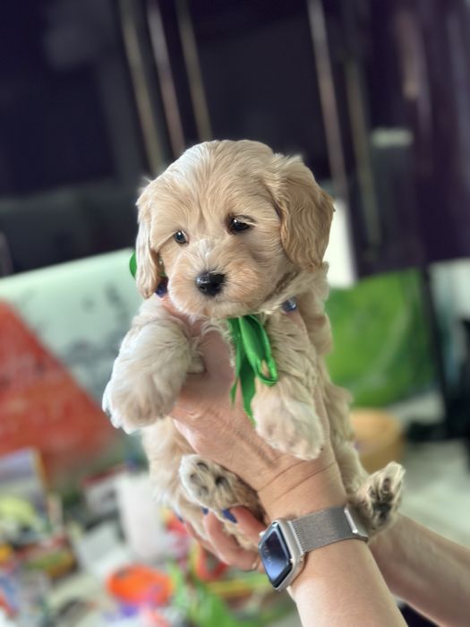 Мальтипу мальчишка