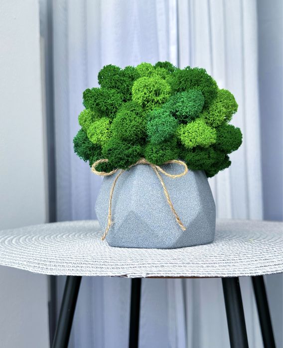 Стабілізований мох, кашпо з мохом, еко-декор для дому, мох: 790 грн ...