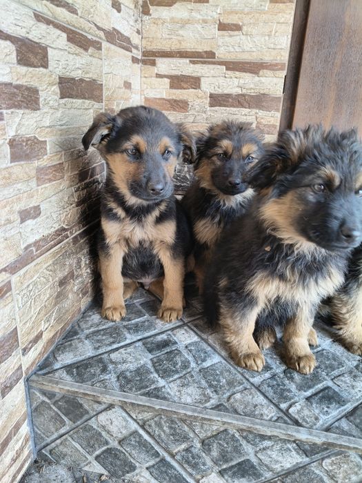 Pieski po owczarku niemieckim