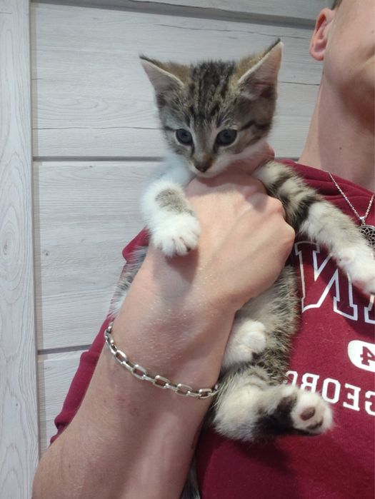 Kociaki do adopcji