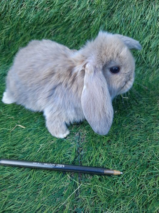 Kit coelhos anões mini lop belier/orelhudos, toy, angorás teddys