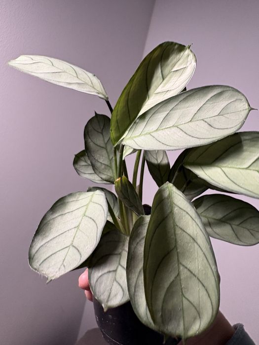 Ctenanthe Burle-marxii