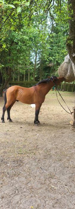 Inseminacja ogier Huculska, Kępa-Smardzewo