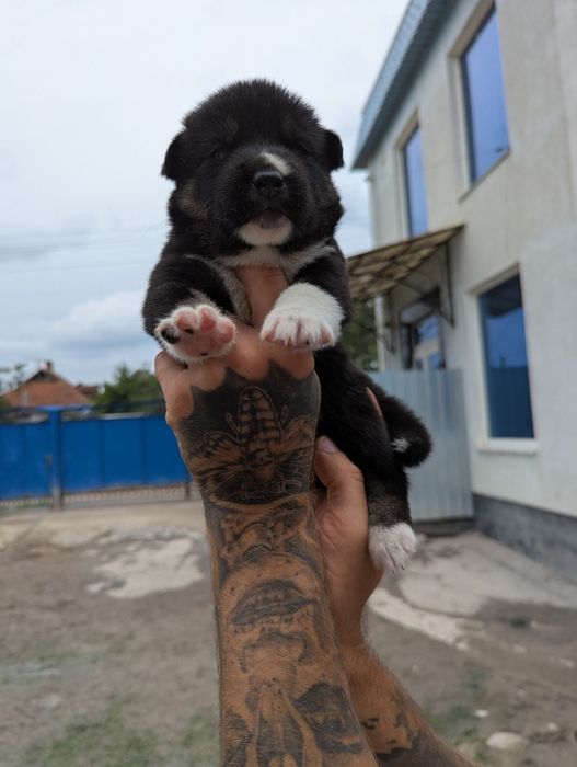 Красунчика можу запропонувати