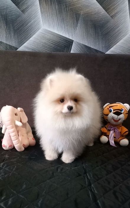 Чудовий хлопчик померанського шпіца