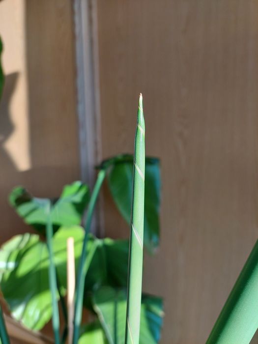 Strelitzia nicolai 150-170cm