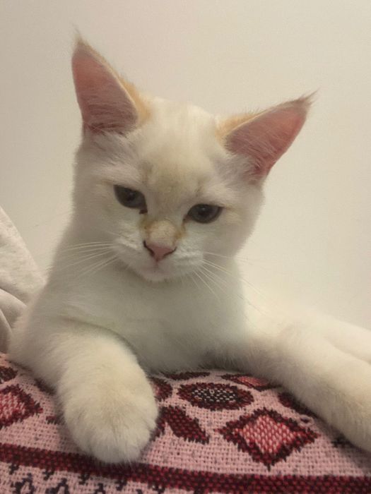 Шотландські котики