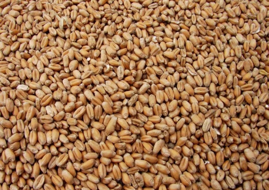 Pszenica chevignon patras, żyto, owies bingo