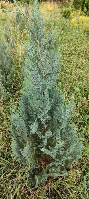 Cyprys Lawsona thuja
