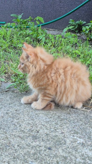 Maine Coon rudy kocurek