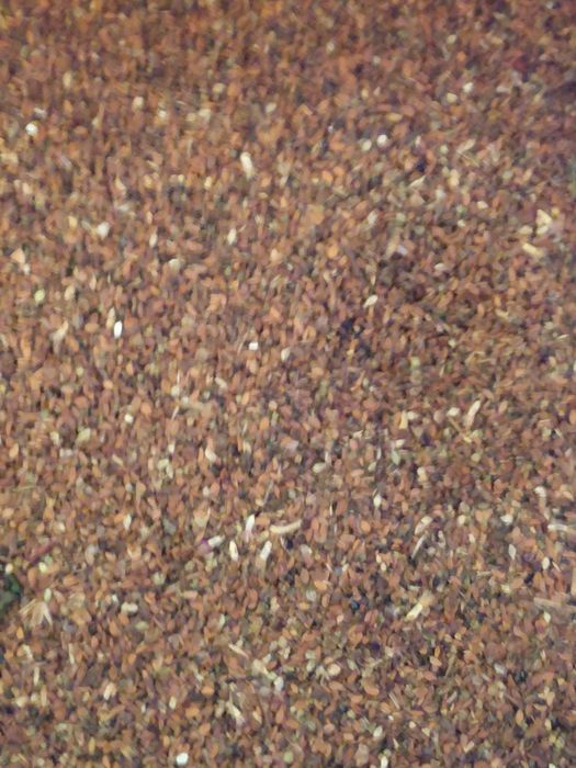 Sprzedam facelię zbiór 2025